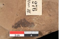 Foto (Detailansicht) von Pinus posttaedaeformis Ettingshausen (NHMW-GEO-2024-0188-0276)